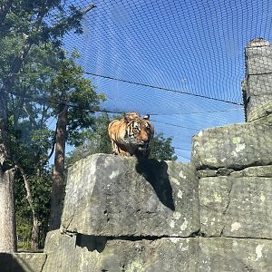 Dara the Malayan Tiger