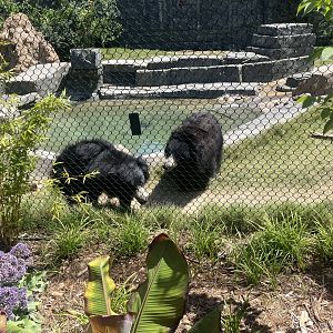 Sloth Bears Zaara and Madhu