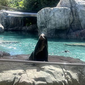 California Sea Lion Hendrix