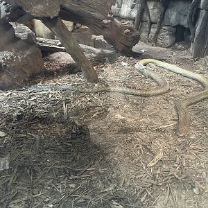 Shedding King Cobra