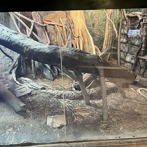 Current King Cobra Exhibit
