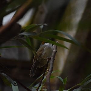 Chestnut-capped babbler