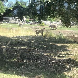Female african lion Zamaya and Southern White Rhinos