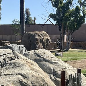 African Elephant Mabu