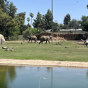 Pregnant African Elephants Nolwazi and Amahle