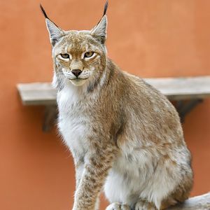 Eurasian lynx
