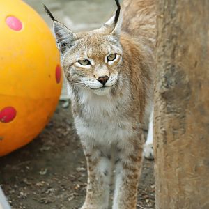 Eurasian lynx