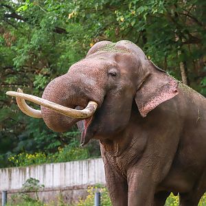 Asian elephant