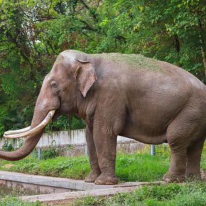 Asian elephant