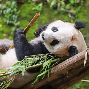Giant panda