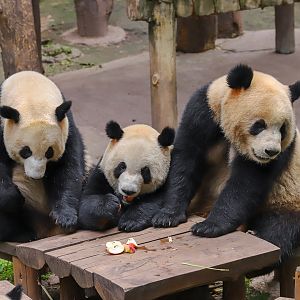 Giant panda