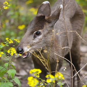 Tufted deer
