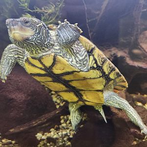 CanalWay Center - Graptemys geographica