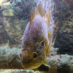 CanalWay Center - Warhead fish