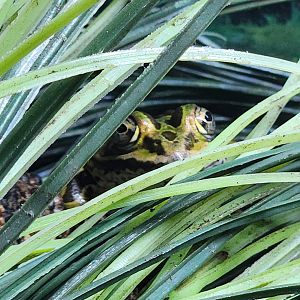 CanalWay Center - Lithobates pipiens