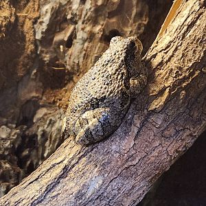 CanalWay Center - Hyla versicolor