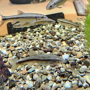 Watershed Stewardship Center - Shiners