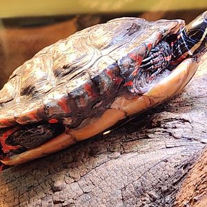 Watershed Stewardship Center - Chrysemys picta marginata