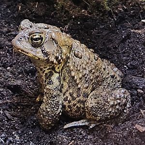 Watershed Stewardship Center - Anaxyrus americanus