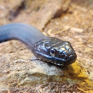 Watershed Stewardship Center - Nerodia sipedon