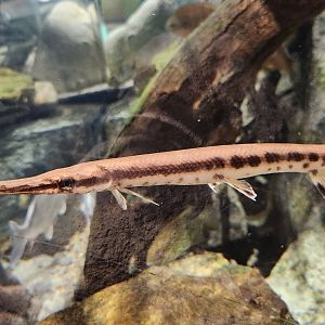 Watershed Stewardship Center - Gar
