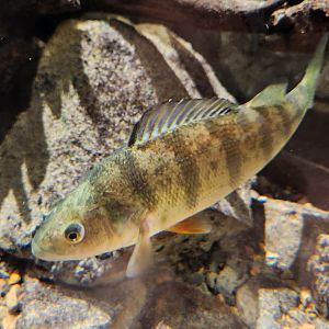 Watershed Stewardship Center - Yellow Perch