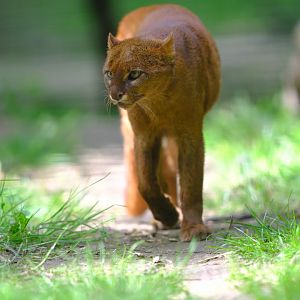 Jaguarundi