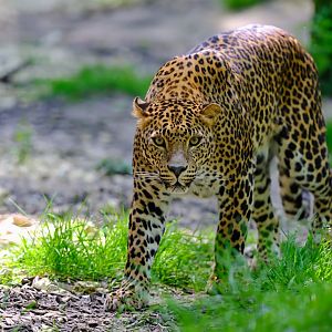 Sri Lankan leopard
