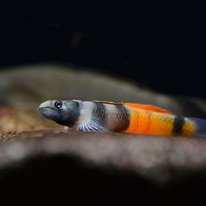 Red-belted goby (Sicyopus zosterophorus)