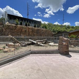 American Badger Viewing
