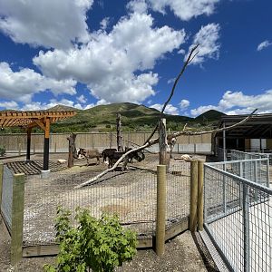 Burro Habitat and Shelter