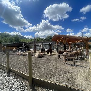 Burro Habitat - Wild Utah