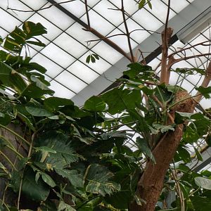 2024-05-15-vilas-aviary-flight-room-15