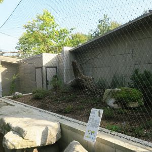 Owl Aviaries - short-eared owl