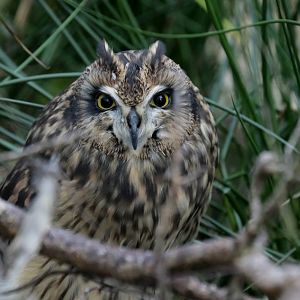 Short-eared owl (Asio flammeus)