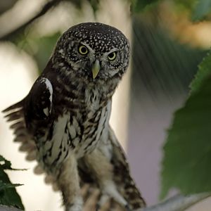 Eurasian pygmy owl (Glaucidium passerinum)