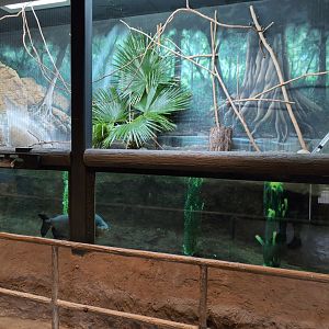 2024-05-15-vilas-aviary-large-habitat-03