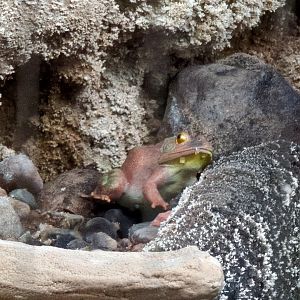 2024-05-15-vilas-aviary-large-habitat-terrestrial-inhabitant-01