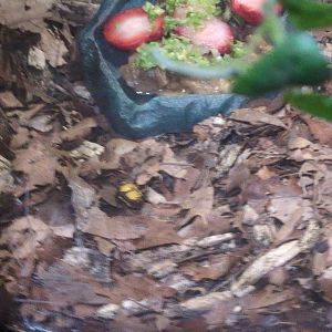 2024-05-15-vilas-aviary-unknown-unlabeled-beetle-02