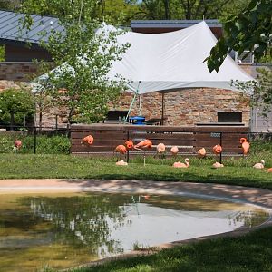 2024-05-15-vilas-new flamingo-viewing-01