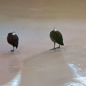 2024-05-15-vilas-white-faced-whistling-ducks-01