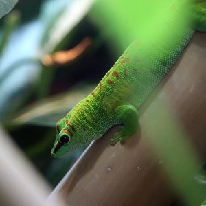 Giant Madagascar Day Gecko