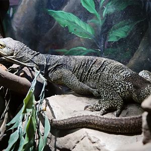 Gray's Monitor (Varanus olivaceus)