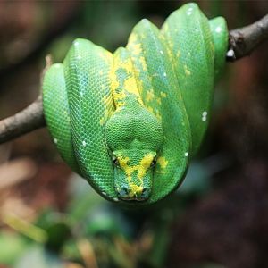 Green Tree Python