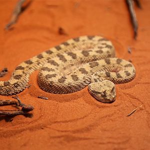 Desert Horned Viper