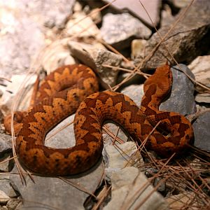 Nose-horned Viper