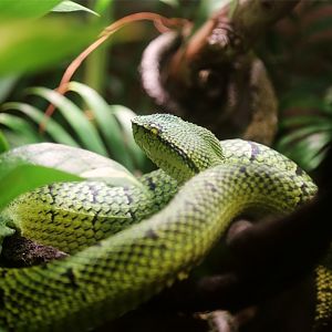 Wagler's Temple Pitviper (Tropidolaemus wagleri)