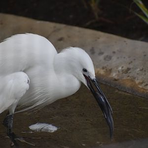 Little Egret