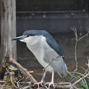 Black Crowned Night Heron