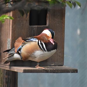 Mandarin Duck
